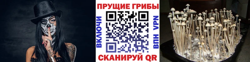Галлюциногенные грибы Psilocybe хочу Кондопога